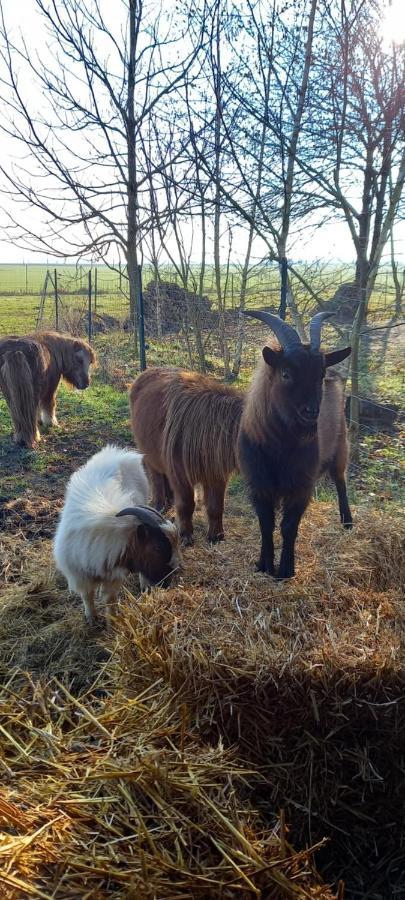 Chez Noelle Bed & Breakfast Illiers-Combray Bagian luar foto