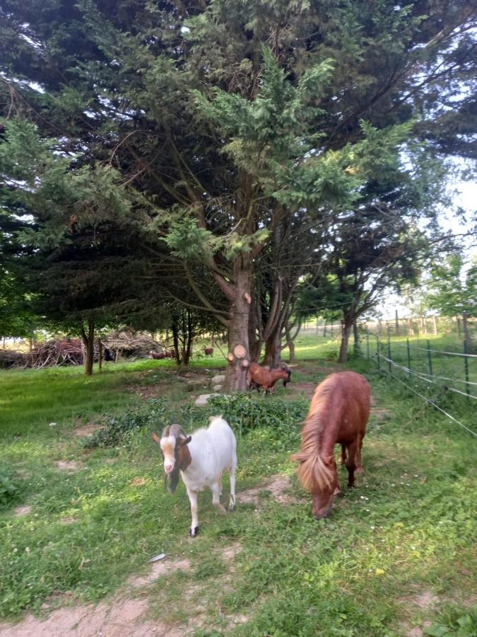Chez Noelle Bed & Breakfast Illiers-Combray Bagian luar foto